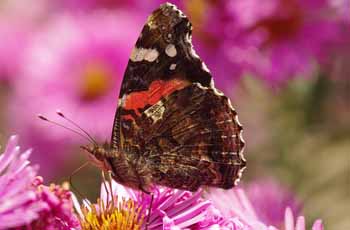 服务器攻击方式