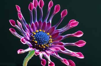 ddos攻击在哪能买到