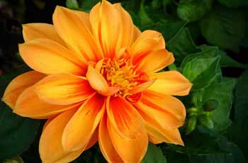 cc攻击免费网页版