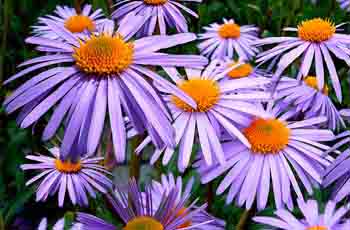 ddos攻击在哪能买到